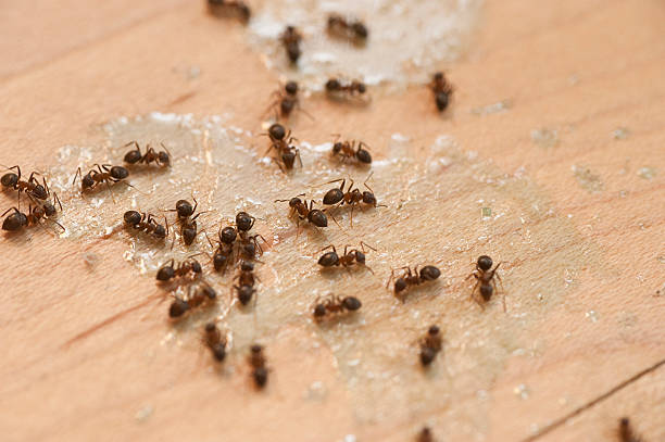 Best Flea Control Services  in Waverly, VA