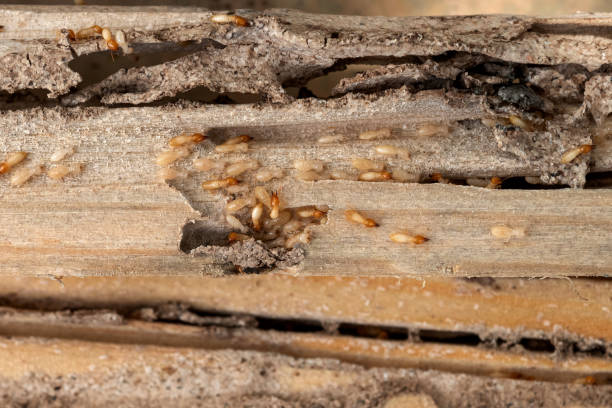 Best Pest Control Cost  in Waverly, VA